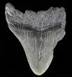 Partial, Fossil Megalodon Tooth #53010-1